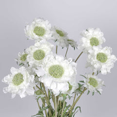 3 Heads Scabiosa Spray 64cmH