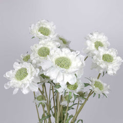 3 Heads Scabiosa Spray 64cmH