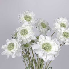 3 Heads Scabiosa Spray 64cmH