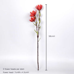 3 Heads Native Leucadendron Stem 58cmH