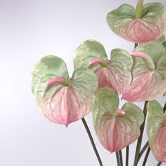 Real-touch Anthurium Stem 70cmH