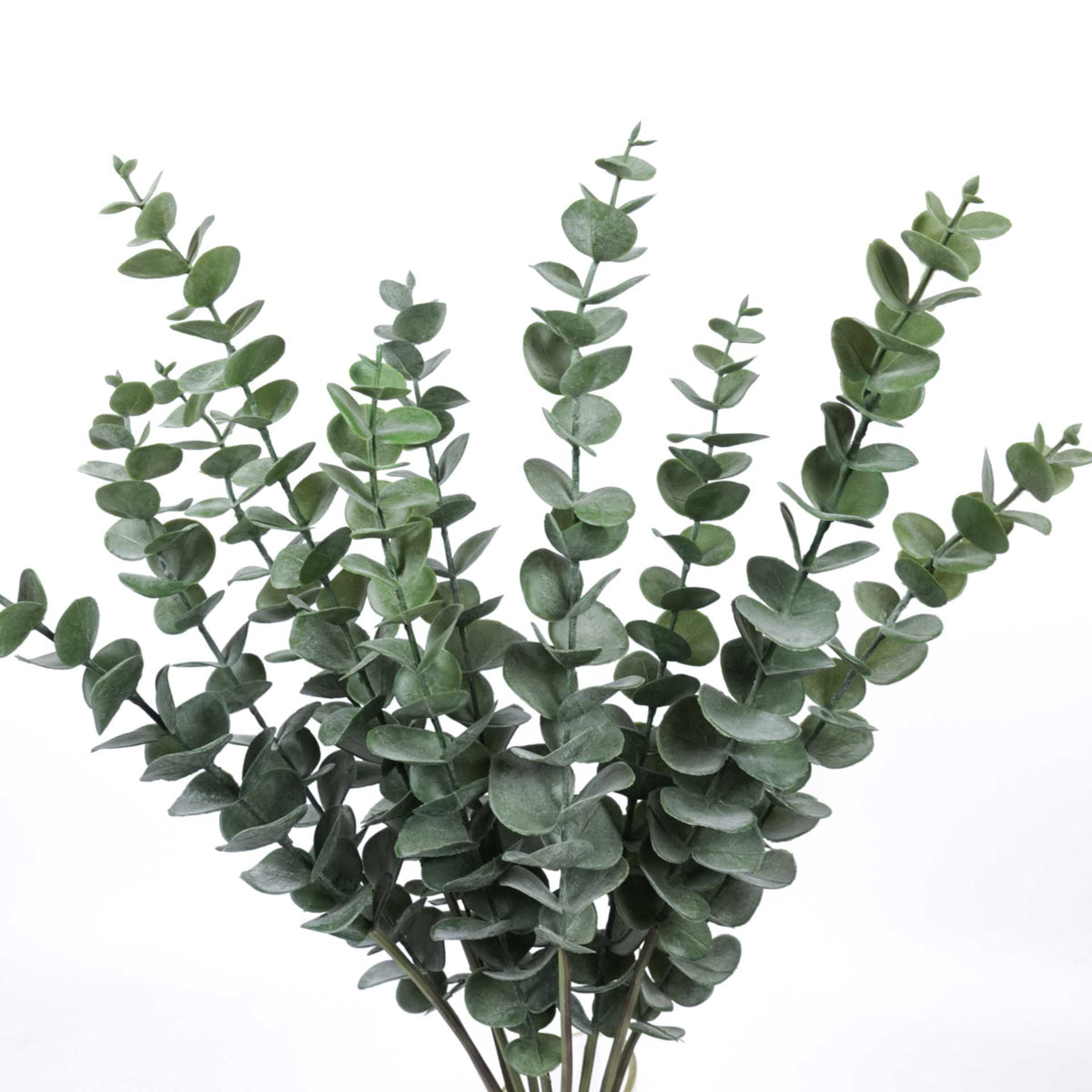 5 Stems Frosted Eucalyptus Bunch 60cmH