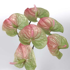 Real-touch Anthurium Stem 70cmH