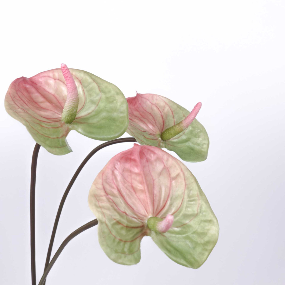 Real-touch Anthurium Stem 70cmH