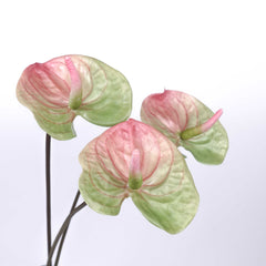 Real-touch Anthurium Stem 70cmH