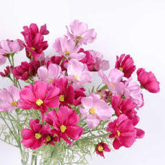 6 Heads Cosmos Flower 60cmH