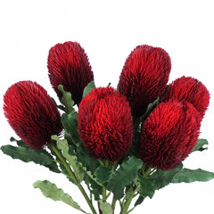 Native Banksia Stem 65cmH