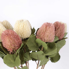 Native Banksia Stem 60cmH