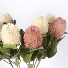 Native Banksia Stem 60cmH