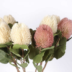 Native Banksia Stem 60cmH