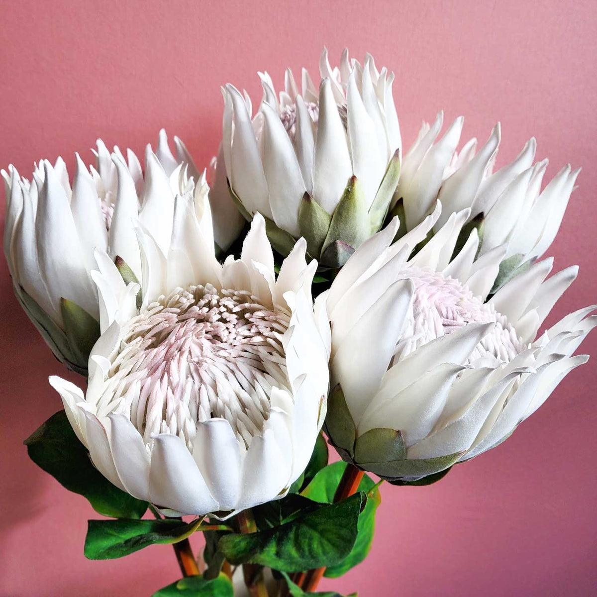 King Protea Bloom 66cmH