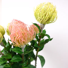 Artificial Leucospermum Stem 70cmH