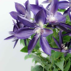 Artificial Clematis Flower 71cmH