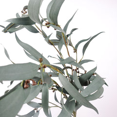 Eucalyptus Gum Branch with Berries 104cmH