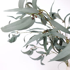 Eucalyptus Gum Branch with Berries 104cmH