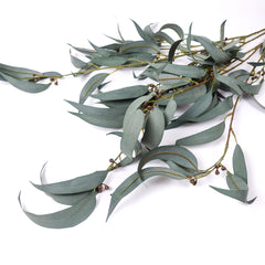 Eucalyptus Gum Branch with Berries 104cmH