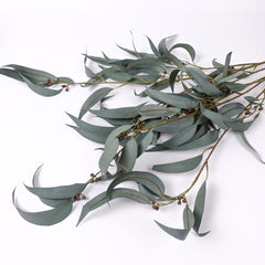 Eucalyptus Gum Branch with Berries 104cmH