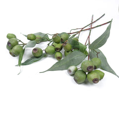 Eucalyptus Gum Nut Branch 64cmH