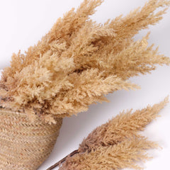 Reed Pampas Grass Spray 83cmH