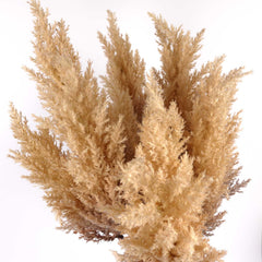 Reed Pampas Grass Spray 83cmH