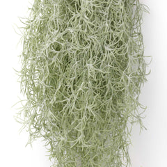 Spanish Moss Hanging Garland 75cmH