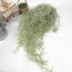 Spanish Moss Hanging Garland 75cmH