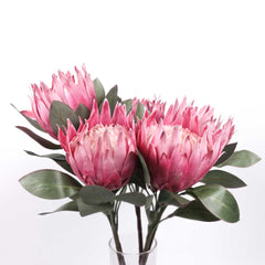 Big Size Protea King Flower Bloom 76cmH