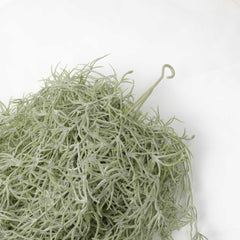 Spanish Moss Hanging Garland 75cmH