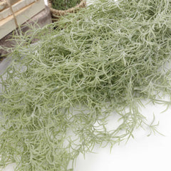 Spanish Moss Hanging Garland 75cmH