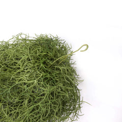 Spanish Moss Hanging Garland 75cmH