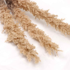 Reed Pampas Grass Stem 105cmH