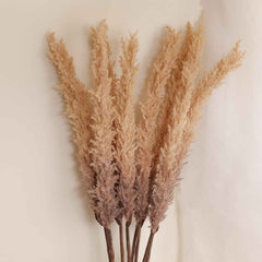 Reed Pampas Grass Stem 105cmH