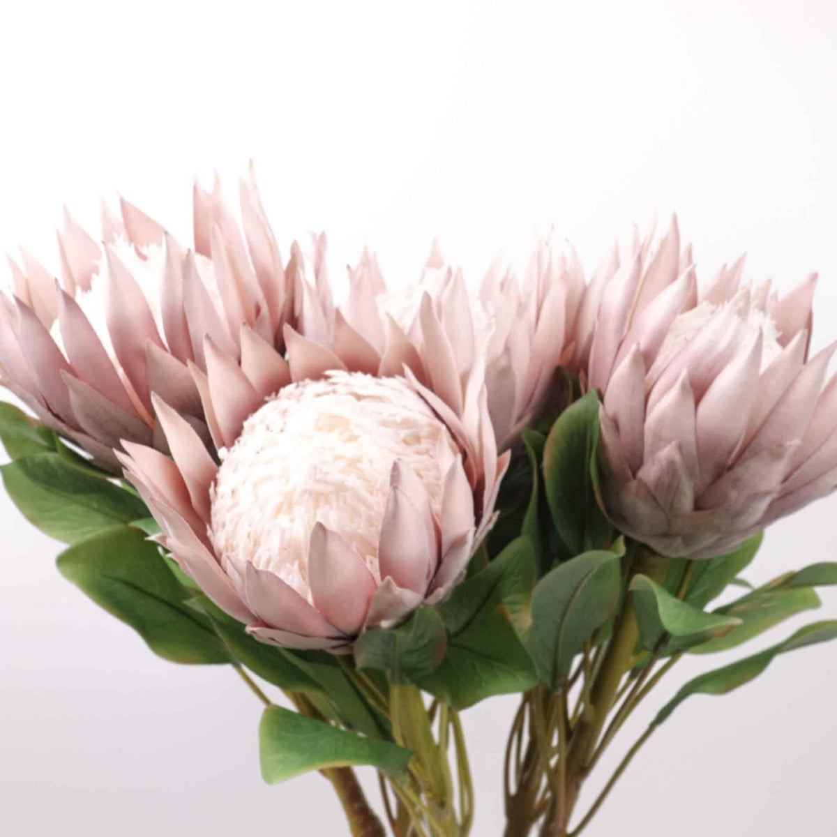 Big Size King Protea Flower Bloom 73cmH