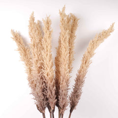 Reed Pampas Grass Stem 105cmH