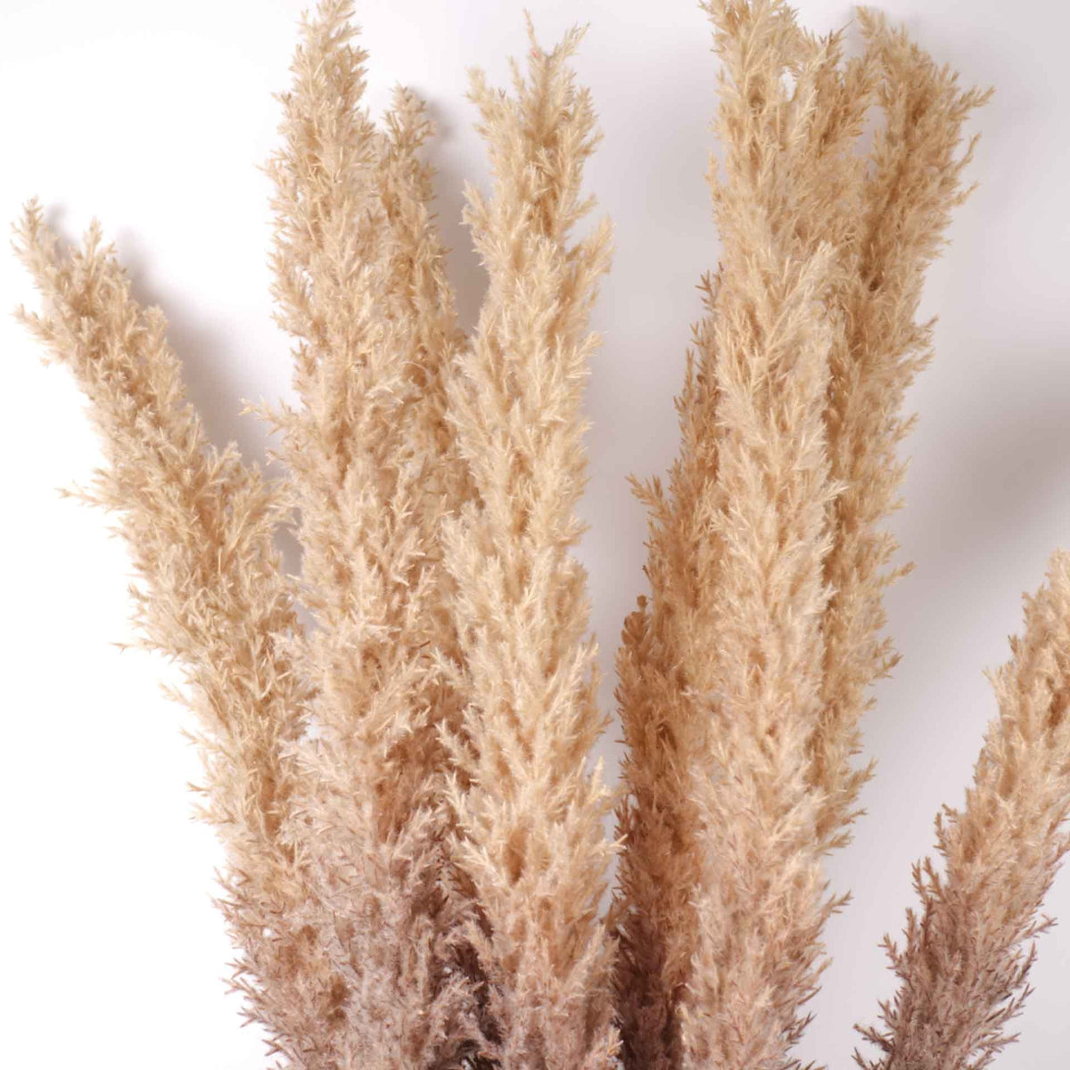 Reed Pampas Grass Stem 105cmH