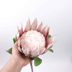 Big Size King Protea Flower Bloom 73cmH