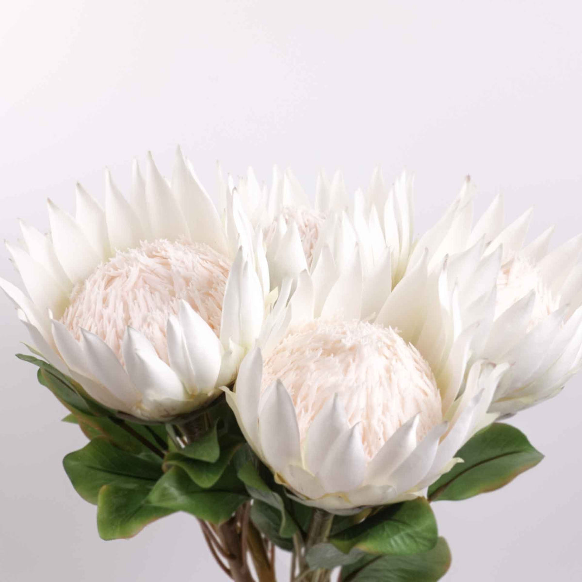 Big Size Artificial King Protea Flower Bloom 73cmH