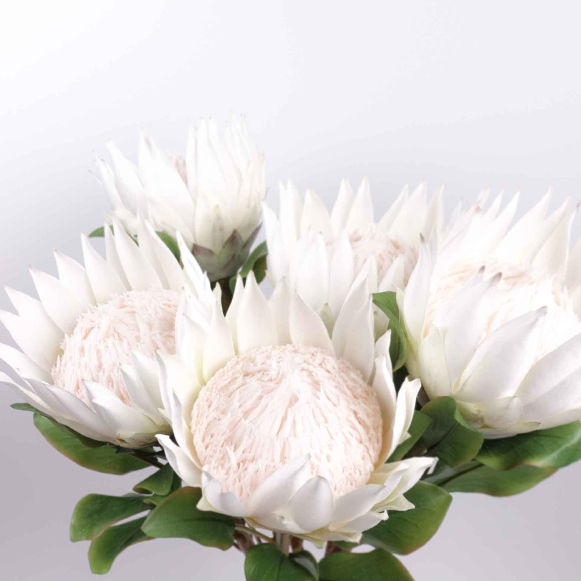 King Protea Stem Artificial White King Protea Bloom