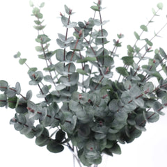 Eucalyptus Silver Dollar Spray 60cmH