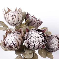 Dried-look King Protea Bloom 74cmH