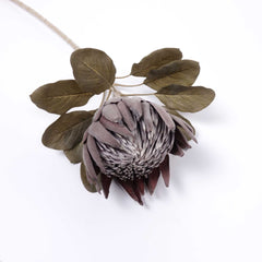 Dried-look King Protea Bloom 74cmH