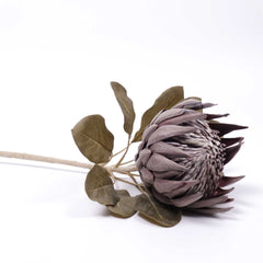 Dried-look King Protea Bloom 74cmH