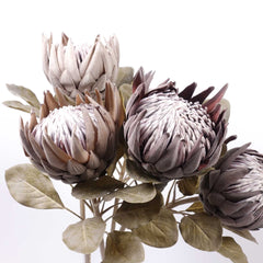 Dried-look King Protea Bloom 74cmH