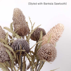 Banksia Prionotes Dwarf 72cmH