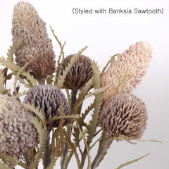 Banksia Prionotes Dwarf 72cmH