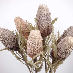 Banksia Prionotes Dwarf 72cmH