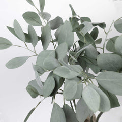 Eucalyptus Silver Dollar Spray 60cmH