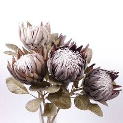 Dried-look King Protea Bloom 74cmH