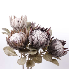 Dried-look King Protea Bloom 74cmH