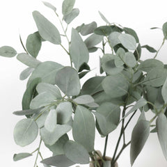 Eucalyptus Silver Dollar Spray 60cmH